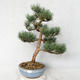 Outdoor bonsai - Pinus sylvestris Watereri - Scots pine VB2019-26859 - 1/4