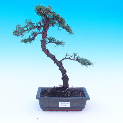 Outdoor bonsai - Cedrus libani Braviofolia