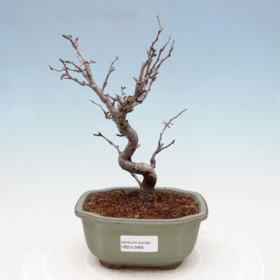 Outdoor bonsai - Photinia villosa - Photinia villosa - 1