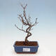 Outdoor bonsai - Photinia villosa - Photinia villosa - 1/5