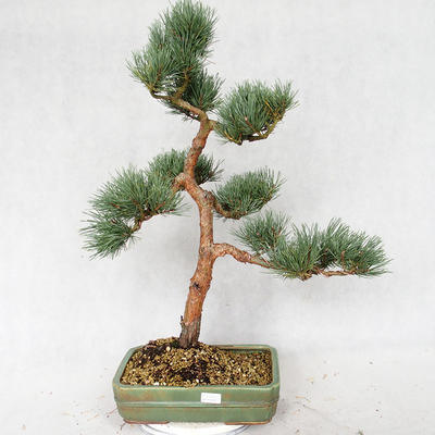 Outdoor bonsai - Pinus sylvestris Watereri - Scots pine VB2019-26877 - 1