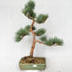 Outdoor bonsai - Pinus sylvestris Watereri - Scots pine VB2019-26877 - 1/4