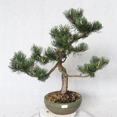 Outdoor bonsai - Pinus Mugo - Pine kneel VB2019-26886 - 1