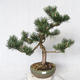 Outdoor bonsai - Pinus Mugo - Pine kneel VB2019-26886 - 1/4