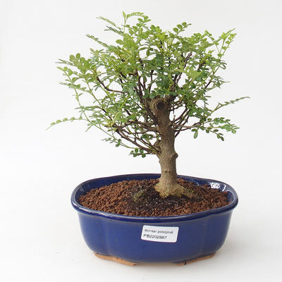Indoor bonsai - Zantoxylum piperitum - Peppercorn - 1