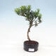 Outdoor bonsai Acer palmatum - Maple palm - 1/4