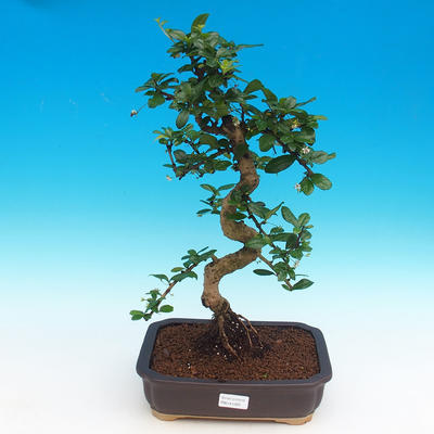 Room bonsai - Tea Fuki - 1
