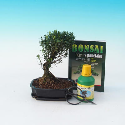 Ficus retusa - ficus malolistý, Room bonsai kit
