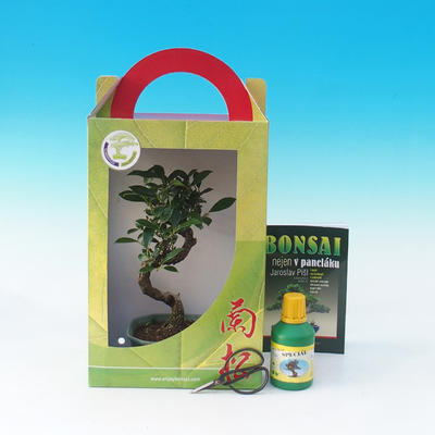 Room bonsai in a gift box, Ficus retusa - Fikus malolistý - 1
