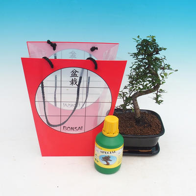 Room bonsai in a gift bag, Ulmus parvifolia - Lesser Elm