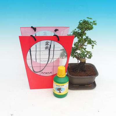 Room bonsai in a gift bag, Ligustrum chinensis - Bird's eye