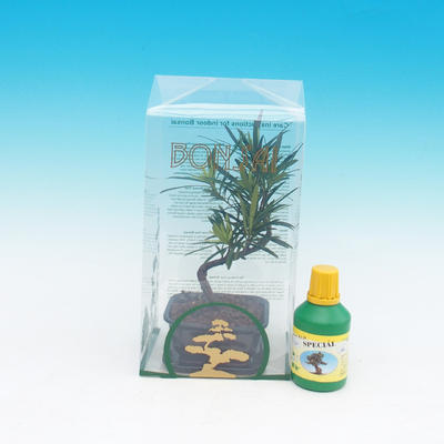 Room bonsai in a gift box, Podocarpus - Stone thousand