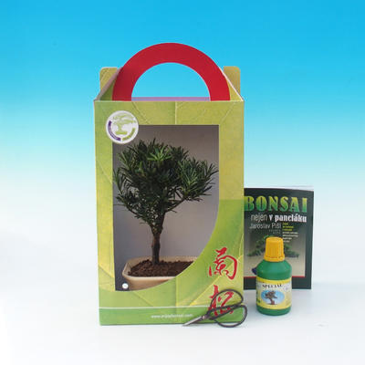 Room bonsai in a gift box, Podocarpus - Stone thousand - 1