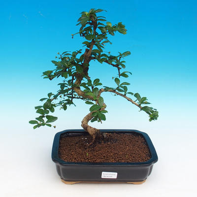 Room bonsai - Tea Fuki - 1