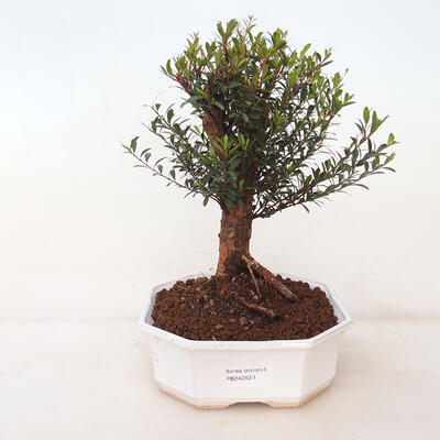 Indoor bonsai - Syzygium - Allspice - 1