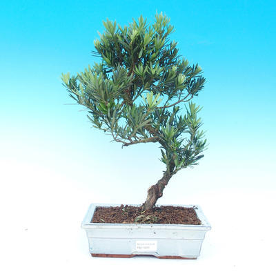 Room bonsai - Podocarpus- stone thousand - 1