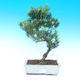 Room bonsai - Podocarpus- stone thousand - 1/4
