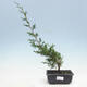Outdoor bonsai - Juniperus chinensis Itoigawa-Chinese juniper - 1/4