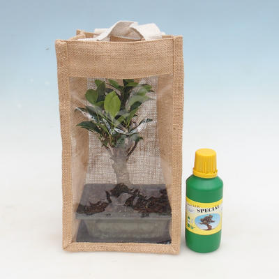 Room bonsai in a gift bag - JUTA - 1