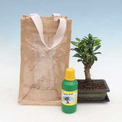 Room bonsai in a gift bag - JUTA, Ficus-Ficus retusa