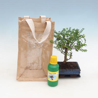 Room bonsai in a gift bag - JUTA, Zantoxylum piperitum - Peppercorn