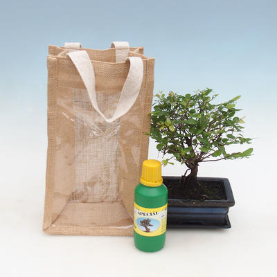 Room bonsai in a gift bag - JUTA, Sageretia thea - Sageretia thea