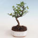 Indoor bonsai - Sagerécie thea - Sagerécie thea 412-PB2191300 - 1/4