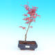 Outdoor bonsai - Acer palmatum Beni Tsucasa - Maple dlanitolistý - 1/3