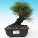 Outdoor bonsai - Pinus thunbergii corticosa - cork pine - 1/5
