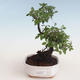 Indoor bonsai - Sagerécie thea - Sagerécie thea 412-PB2191303 - 1/4