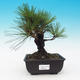 Outdoor bonsai - Pinus thunbergii corticosa - cork pine - 1/4