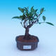 Room bonsai - Ficus retusa - malolistý ficus - 1/2