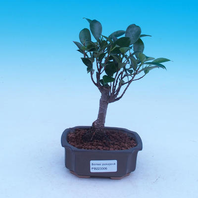 Room bonsai - Ficus retusa - malolistý ficus - 1