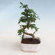 Indoor bonsai - Carmona macrophylla - Tea fuki PB2191306 - 1/5