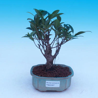 Room bonsai - Ficus retusa - malolistý ficus - 1
