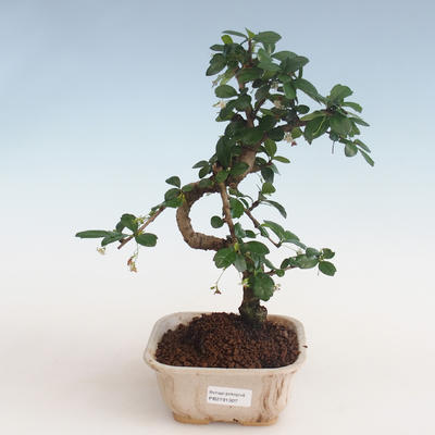 Indoor bonsai - Carmona macrophylla - Tea fuki PB2191307 - 1
