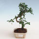 Indoor bonsai - Carmona macrophylla - Tea fuki PB2191307 - 1/5