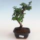 Indoor bonsai - Carmona macrophylla - Tea fuki PB2191308 - 1/5