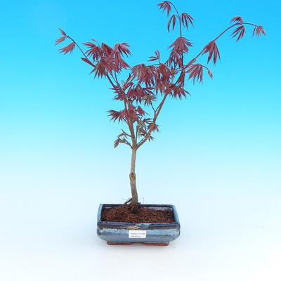 Outdoor bonsai - maple palmatum Trompenburg - red maple dlanitolistý - 1
