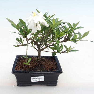 Indoor bonsai - Gardenia jasminoides-Gardenia - 1