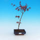 Outdoor bonsai - maple palmatum Trompenburg - red maple dlanitolistý - 1/3