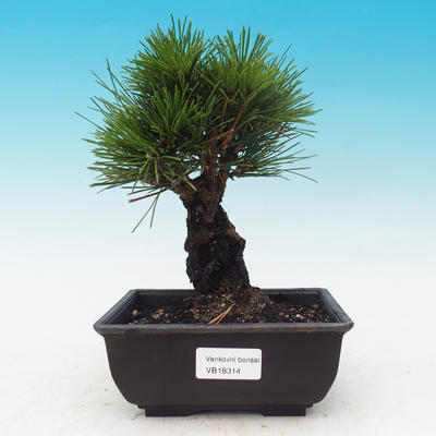 Outdoor bonsai - Pinus thunbergii corticosa - cork pine - 1