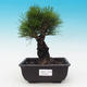Outdoor bonsai - Pinus thunbergii corticosa - cork pine - 1/4