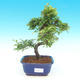 Room bonsai - Ulmus parvifolia - Malolistý elm - 1/3