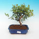 Room bonsai - Australian cherry - Eugenia uniflora - 1/3