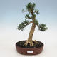 Indoor bonsai - Buxus harlandii - Cork boxwood - 1/4