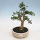 Indoor bonsai - Buxus harlandii - Cork boxwood - 1/4