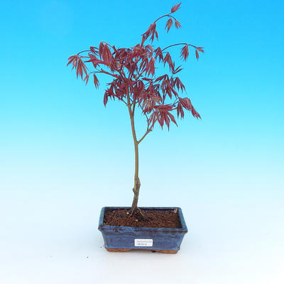 Outdoor bonsai - maple palmatum Trompenburg - red maple dlanitolistý - 1