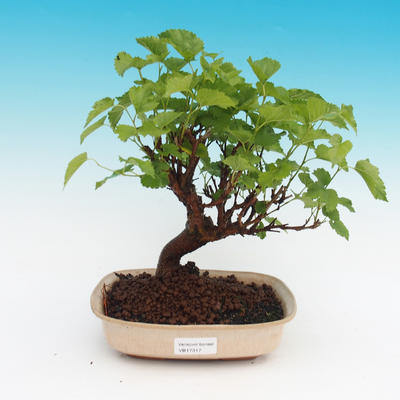 Outdoor bonsai -Morus album - mulberry - 1
