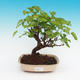 Outdoor bonsai -Morus album - mulberry - 1/5
